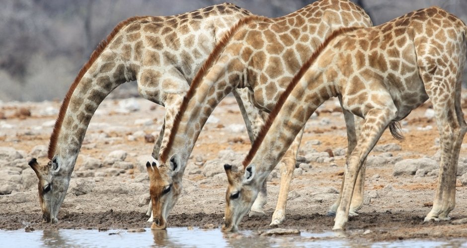 Tarangire Nationalpark Elefanten